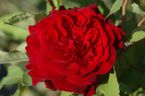 Rosier Empereur du Maroc